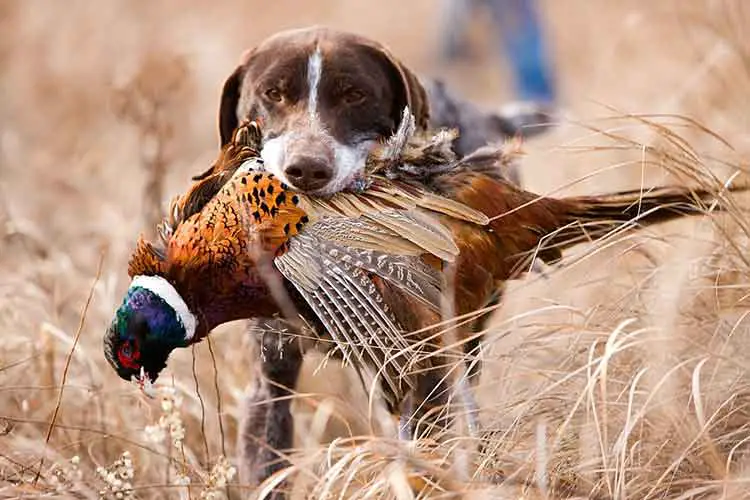 Best Pheasant Hunting Areas In Colorado