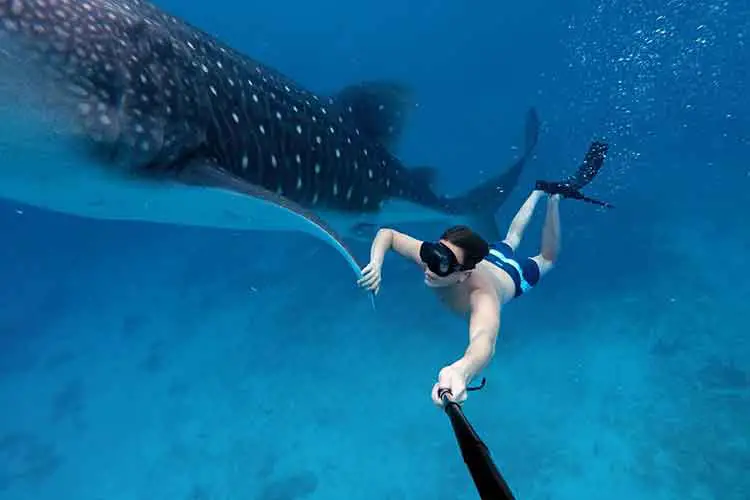Swimming With Whale Sharks 
